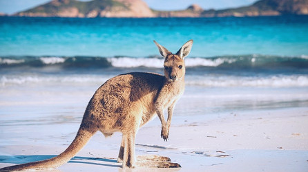 Kangaroo Island: An Overview | Bookmundi